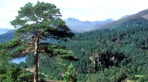 Scots pine